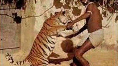 चेंदरू मंडावी और बाघ की ऐतिहासिक दोस्ती से जुड़ी ग्रामीण पर्यटन पुरस्कार की तस्वीर
