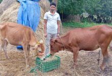 नारायणपुर जिले के रेगांवड निवासी रैनू राम सलाम अपनी डेयरी इकाई में गायों के साथ