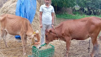 नारायणपुर जिले के रेगांवड निवासी रैनू राम सलाम अपनी डेयरी इकाई में गायों के साथ